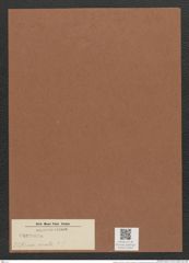 Surirella sp. (de-Toni-Nr.: Genus 53, Species 2271) Zeichnungen Sammlung Grunow Mappe 02563 (Herbarium_W_Grunow_drawings_Folder_02563)